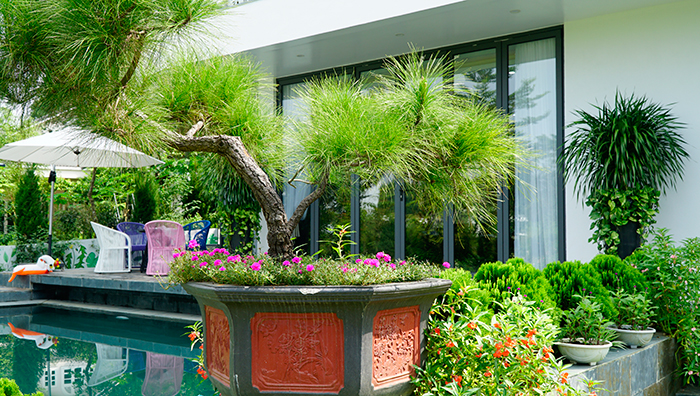 Chậu cây bonsai